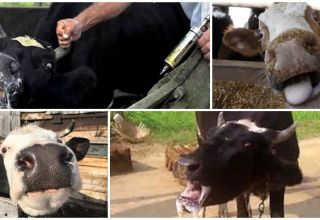 Symptoms and signs of rabies in cattle, treatment methods and vaccination regimens