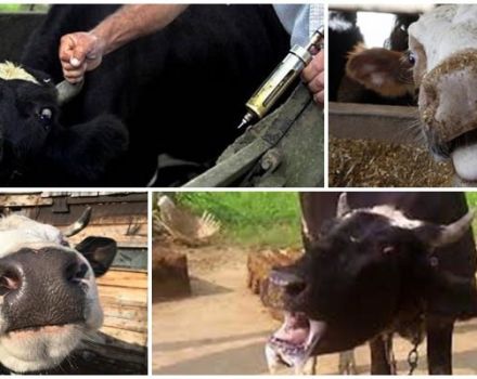 Symptoms and signs of rabies in cattle, treatment methods and vaccination regimens