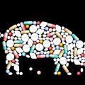 What drugs, vitamins and hormones to give for the rapid growth of pigs