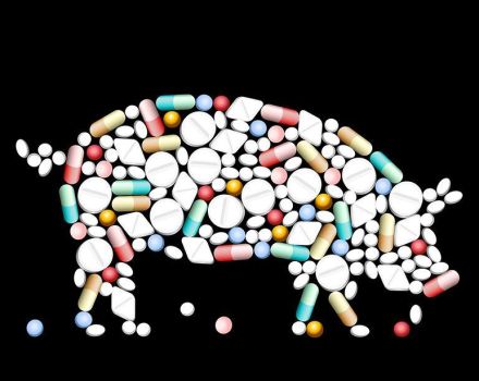 What drugs, vitamins and hormones to give for the rapid growth of pigs