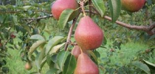 Characteristics and description of the Yakovlevskaya pear variety, growing rules