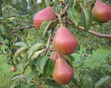 Caractéristiques et description de la variété de poire Yakovlevskaya, règles de culture