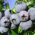 Descripción de la variedad de arándanos Bonificación, plantación, cultivo y cuidado.