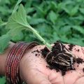 Règles pour couper les chrysanthèmes à la maison, méthodes de propagation