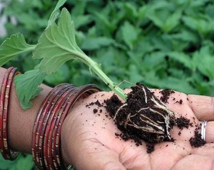 Regeln für das Schneiden von Chrysanthemen zu Hause, Vermehrungsmethoden