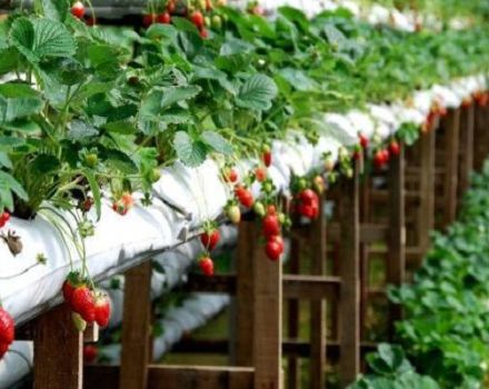 Technologie et instructions étape par étape pour la culture des fraises en sacs