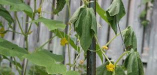 Remedios populares y medicamentos para el tratamiento de la pudrición de la raíz en pepinos.