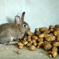 Is it possible and how to give raw potatoes to rabbits, the rules of introduction to the diet