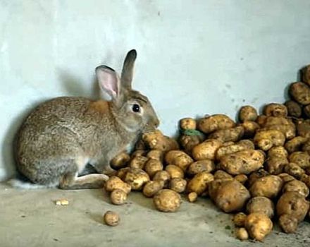 Est-il possible et comment donner des pommes de terre crues aux lapins, les règles d'introduction au régime