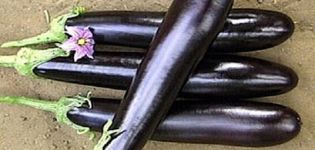 Description of eggplant Long purple, its characteristics, pros and cons