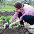 Que peut-on planter après une tomate l'année prochaine