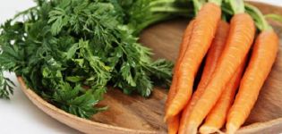 4 best step-by-step recipes for harvesting carrot tops for the winter