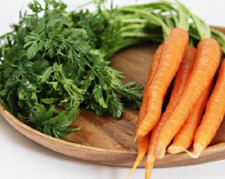 4 best step-by-step recipes for harvesting carrot tops for the winter