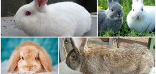 Quelle race de lapins est préférable de se reproduire dans le pays, les maladies et le régime alimentaire des animaux