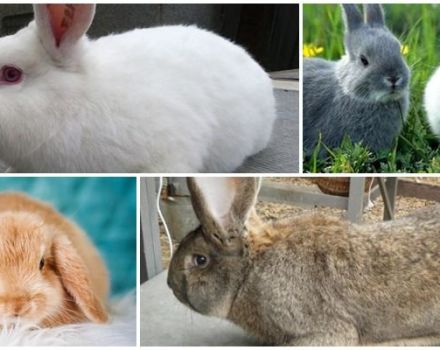 Quelle race de lapins est préférable de se reproduire dans le pays, les maladies et le régime alimentaire des animaux