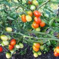 Descripción de la variedad de tomate Bellflower, recomendaciones para su cultivo y cuidado.