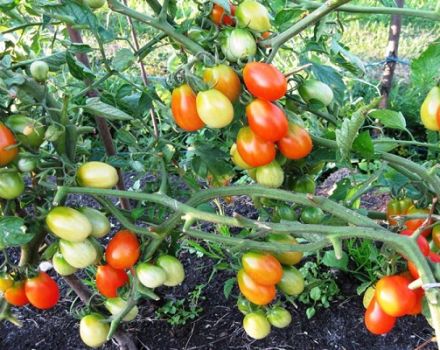 Description of the tomato variety Bellflower, recommendations for growing and care