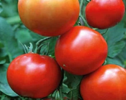 Description of the tomato variety Yenisei f1, its characteristics and yield