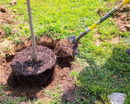 Kada je bolje i kako pravilno presaditi trešnje, u jesen ili proljeće