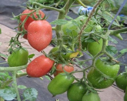 Beschreibung und Eigenschaften der Tomatensorte Bells of Russia