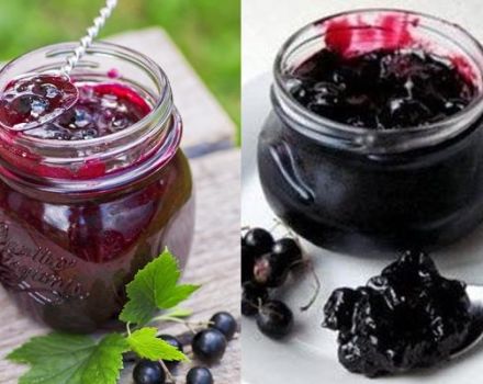 8 recettes pour faire du cassis, écrasé avec du sucre pour l'hiver