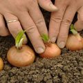 Hoe uien correct plant in de lente of herfst, zodat er grote bollen zijn