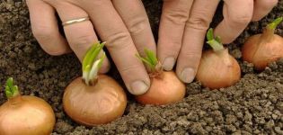 Cómo plantar cebollas correctamente en primavera u otoño para que haya bulbos grandes.