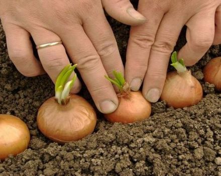 Hoe uien correct plant in de lente of herfst, zodat er grote bollen zijn