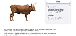 How much does a bull weigh on average and a table by age, top-4 calculation methods