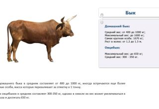 How much does a bull weigh on average and a table by age, top-4 calculation methods