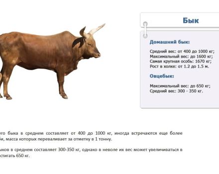 How much does a bull weigh on average and a table by age, top-4 calculation methods