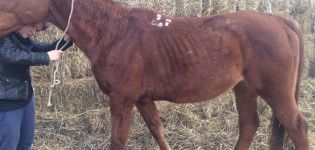 Descripción de la leptospirosis en caballos, tratamiento e instrucciones de uso de la vacuna.