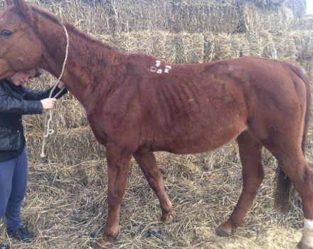 Descripció de la leptospirosi en cavalls, tractament i instruccions d’ús de la vacuna