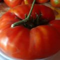 Description of the tomato variety Marshal Pobeda and its yield