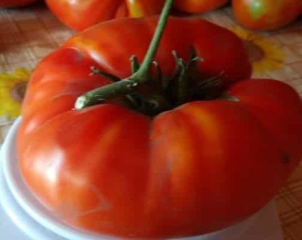 Descripción de la variedad de tomate Marshal Pobeda y su rendimiento