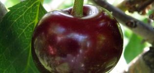 Advantages and disadvantages of Oktava cherry, variety description and history of origin