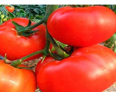 Description and characteristics of the tomato variety Seven forty