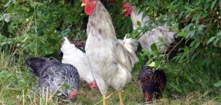 Description and characteristics of 14 subspecies of Dominant chickens and their content