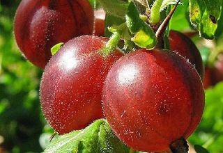 Descripción de la variedad de grosella espinosa Hinnomaki y sus variedades, plantación y cuidado.