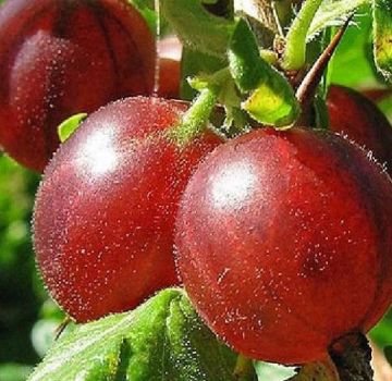 Penerangan mengenai varietas gooseberry Hinnomaki dan jenisnya, penanaman dan penjagaan