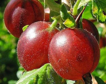 Description of the Hinnomaki gooseberry variety and its varieties, planting and care