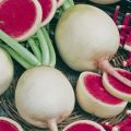 Description of watermelon radish, useful properties and harm