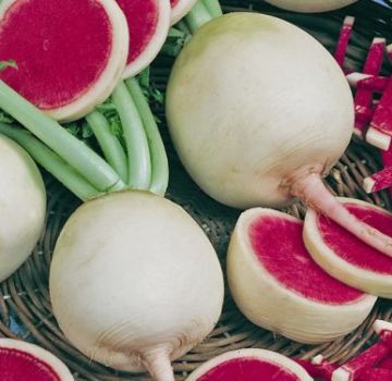 Description of watermelon radish, useful properties and harm