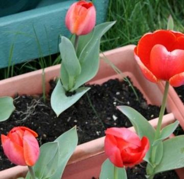 Quand et comment planter des tulipes dans l'Oural en automne, en particulier en croissance