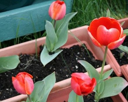 Quan i com plantar tulipes als Urals a la tardor, especialment en creixement