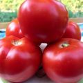 Características y descripción de la variedad de tomate Red Guard, su rendimiento