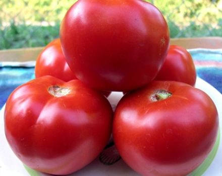 Caractéristiques et description de la variété de tomate Red Guard, son rendement