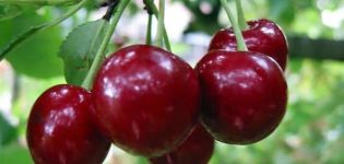 Description of the cherry variety Saratovskaya Malyshka, yield characteristics and pollinators