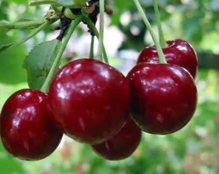 Description of the cherry variety Saratovskaya Malyshka, yield characteristics and pollinators