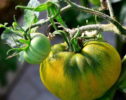 Description of the tomato variety Irish liqueur and its characteristics